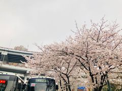 -上海南浦大桥长途旅游客运站