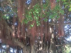 -胡里山炮台