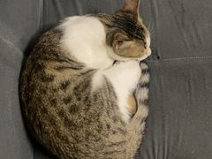 -四月宠物医院·猫专科·心脏专科·内科(转塘店)