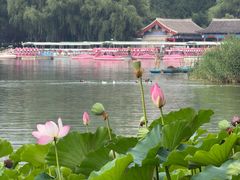 -莲花池公园