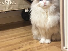 -欣宠猫屋·矮脚拿破仑·蓝金金渐层