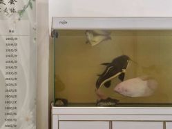 -FUMEIHUI·科技美肤·美体SPA