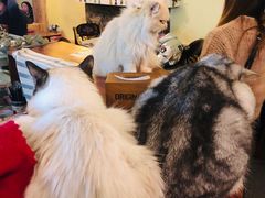 -猫色咖啡·猫咖