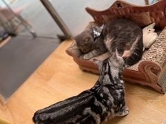 -猫咪派对(江南西店)