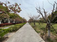 -高东镇樱花园