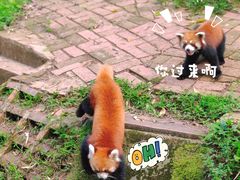 -成都大熊猫繁育研究基地