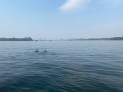 -西湖外事游船(花港观鱼码头)