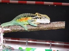 -上海大自然野生昆虫馆(东方明珠·爬宠昆虫探索中心)