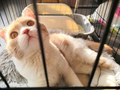 -伟伟宠物医院·瑞派猫友好医院·猫科(光谷店)