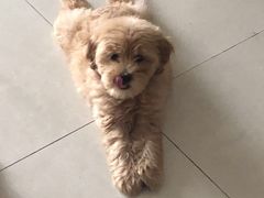 -犬也宠物造型(恒茂国际都会商业街店)