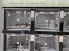 -翊宠yipet猫狗购宠庄园犬舍•猫舍