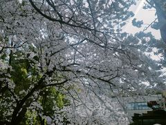-玛格萝妮比萨屋(四平店)