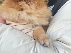 -怪兽屋·羊驼·猫咖·狗咖(俊华广场店)