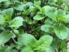 -九龙江国家森林公园