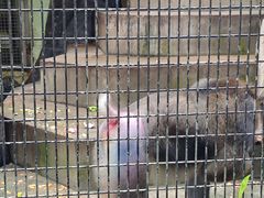 -上海动物园(地铁站)