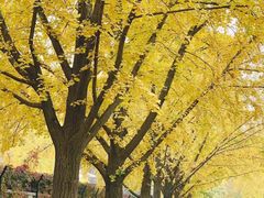 -三里屯东五街银杏大道