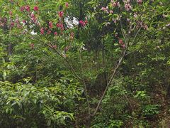 -杭州半山国家森林公园