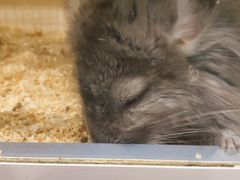 -momokira米努特·德文卷毛猫·棉花面纱犬
