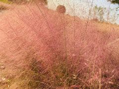 -杭州湾海上花田景区