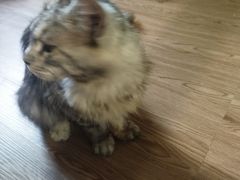 -楼上猫咖(罗湖店)