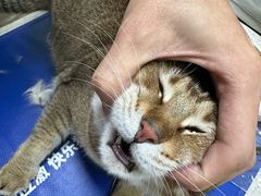 -瑞鹏宠物医院·夜间急症·心超·猫科(祖庙分店)