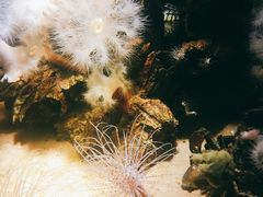 景点-瑞普利水族馆