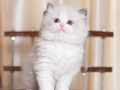 -小猫来了·猫舍(红山六九七九店)