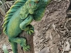 -呀路古热带植物园