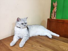 -李小姐の猫咖啡馆(五角场店)