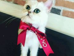 android_upload_pic-Oh My Dog宠物沙龙(伊珊娜皮毛护理店)