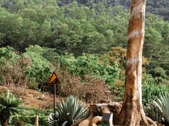-深圳仙湖植物园