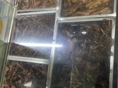 -金丹酱板鸭营业厅(紫缘路店)