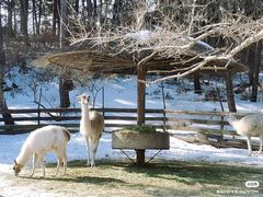 -沈阳森林动物园