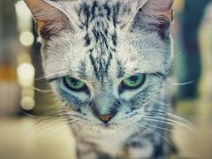 -momokira米努特·德文卷毛猫·棉花面纱犬