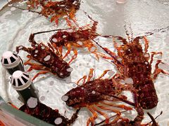 澳洲龙虾-万龙洲海鲜(大兴绿地缤纷城店)