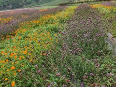 -紫颐香薰山谷景区