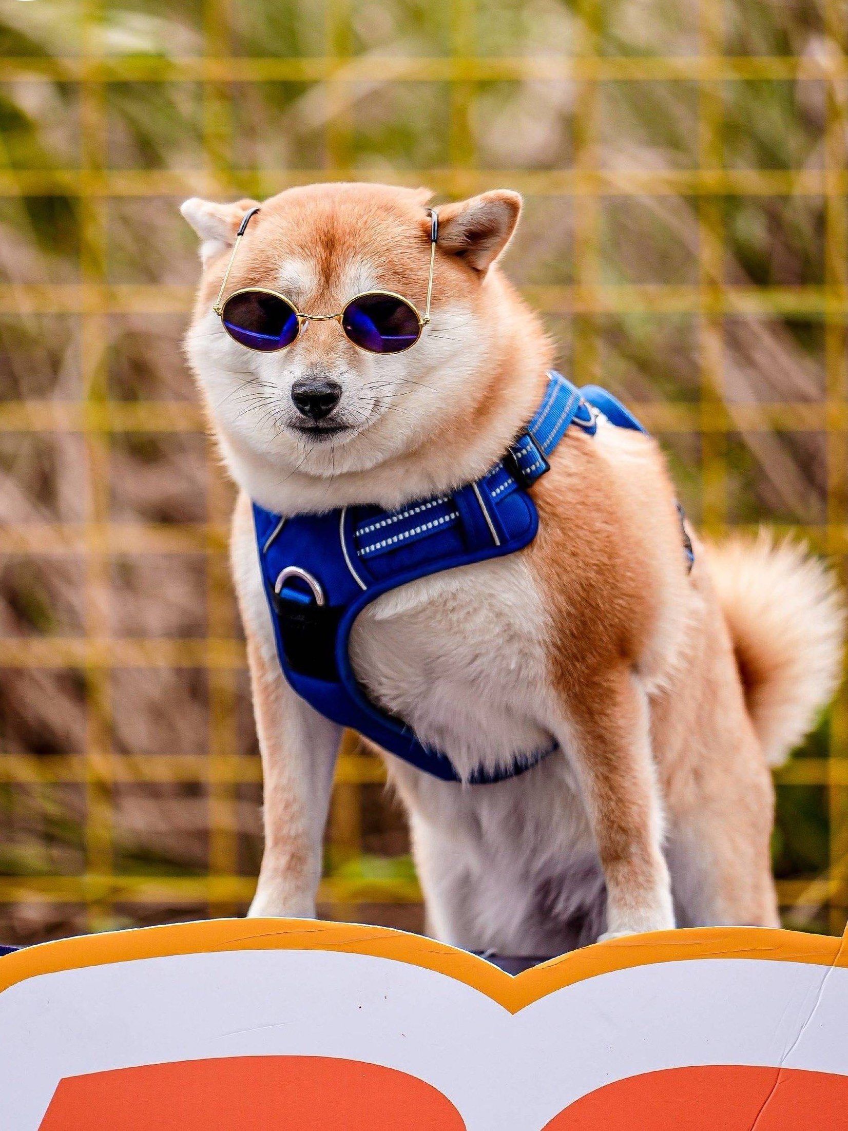 上海宠物乐园|⛺️带上狗子去露营叭!