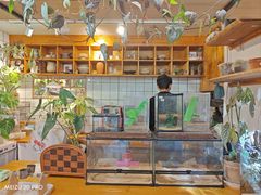 -吉丁鸟咖·异宠·寄养