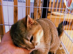 -柴迷FANS CLUB·柴犬狗咖·猫咖