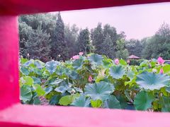 -莲花池公园