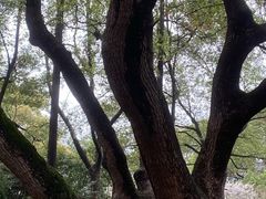 -徐家汇源景区-衡山公园