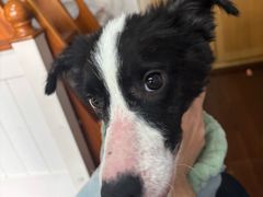 -良伴无忧宠物医院(泰欣嘉园店)