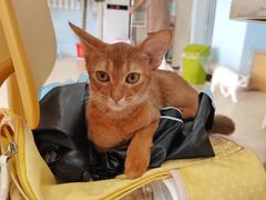 -喵宠乐园·撸猫互动·猫舍