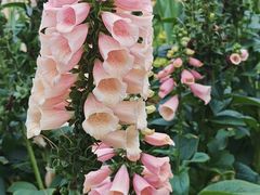 -深圳市中科院仙湖植物园