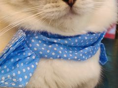-喵喵咪呀布偶猫咖(春熙路店)