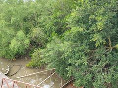 -东寨港红树林旅游区