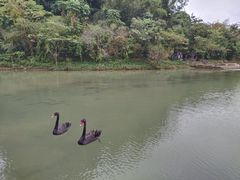 -靖西鹅泉风景区