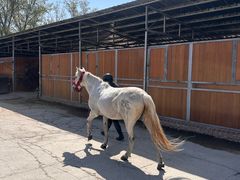 -北京群众马术培训基地