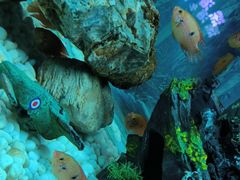 -秦皇岛新澳海底世界