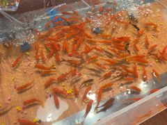 -许爷家·生态湖鲜(徐汇日月光店)